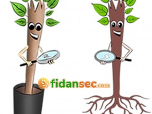 Tüplü Ceviz Fidanı Ve Açık Köklü Ceviz Fidanı Farkı Nedir?