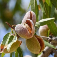 Nonpareil Badem Fidanı