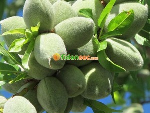 Badem Fidanı çeşitleri nelerdir ?