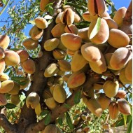 Ferraduel Badem Fidanı