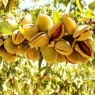 Ferragnes Badem Fidanı