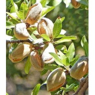 Muğla Nurlu Badem Fidanı