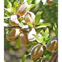 Muğla Nurlu Badem Fidanı Muğla Nurlu Badem Fidanı