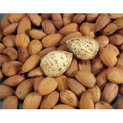 Teksas Badem Fidanı Teksas Badem Fidanı
