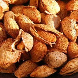 Nonpareil Badem Fidanı Nonpareil Badem Fidanı