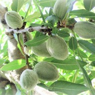 Teksas Badem Fidanı