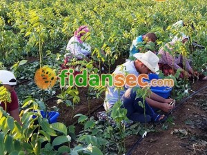 Aşılı Ceviz Fidanı Nasıl Üretilir?