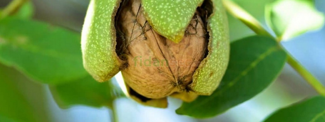 Ceviz Fidanı Nedir?