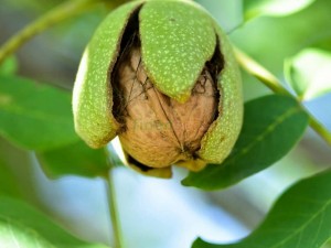 Ceviz Fidanı Nedir?