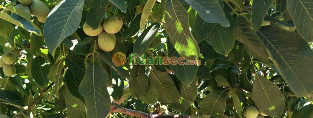 Ceviz Toplama Teknikleri, Hasat, Kabuk Soyma ve Doğru Kurutma Yöntemleri