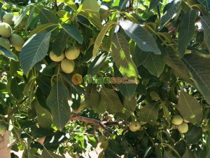 Ceviz Toplama Teknikleri, Hasat, Kabuk Soyma ve Doğru Kurutma Yöntemleri