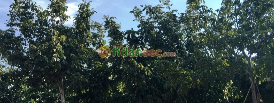 Ceviz Bahçesi Kurmak Karlı mı?