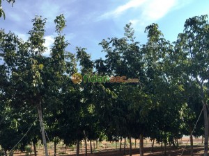 Ceviz Bahçesi Kurmak Karlı mı?