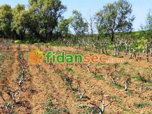 Ceviz Fidanı Bakımı İçin Gerekli Tarım Takvimi