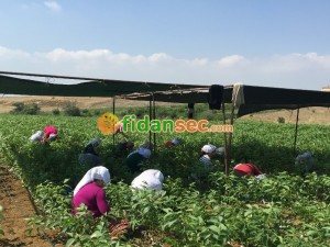 Ceviz Fidanı Üretimi Nasıl Yapılır?