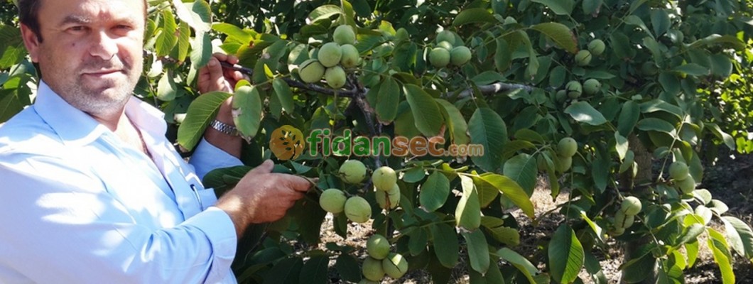 Ceviz Fidanı Kaç Yılda Meyve Verir?