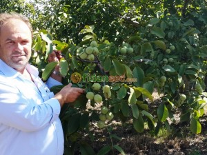 Ceviz Fidanı Kaç Yılda Meyve Verir?