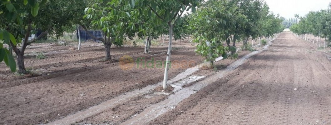 Ceviz Fidanı Sulama Sistemi Nasıl Kurulur?