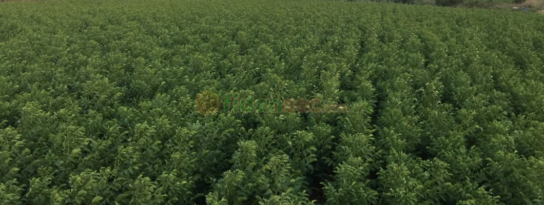 İklim Değişikliğinin Ceviz Üretimine Etkisi