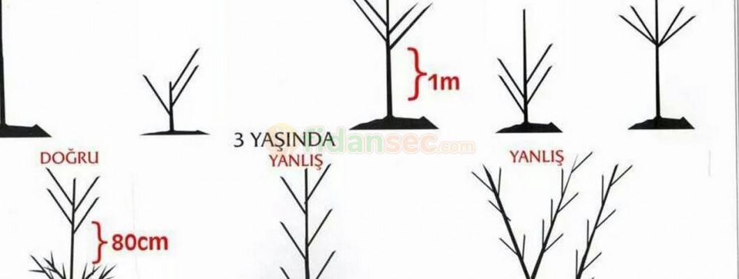 Ceviz Fidanı Budaması Nasıl Yapılır?