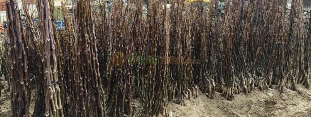 Chandler mi Fernor mu?