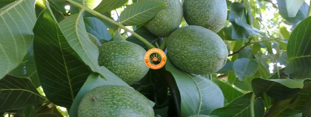 Cevizde Hasat Zamanı?