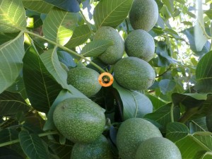 Cevizde Hasat Zamanı?