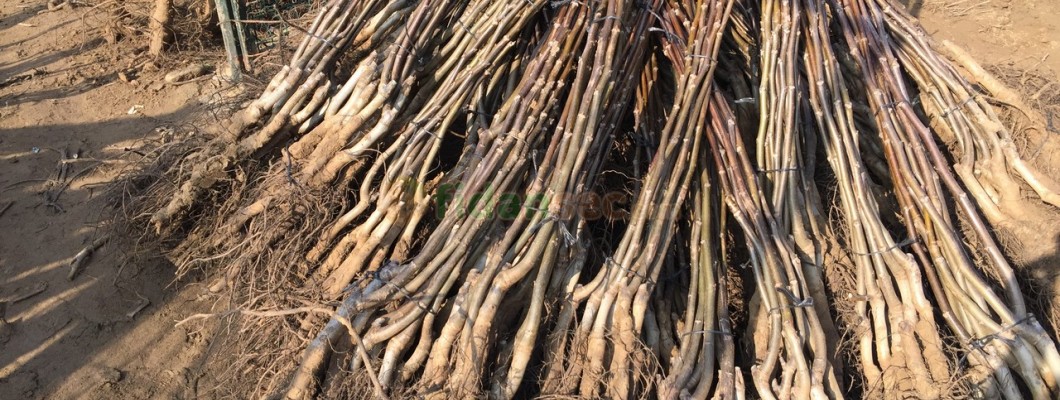 Sertifikalı Ceviz Fidanı Nedir? Sertifikalı Ceviz Fidanı Nedir?