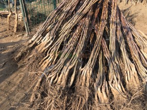 Sertifikalı Ceviz Fidanı Nedir?