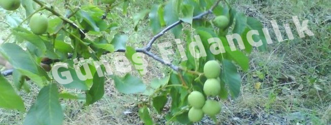 Bölgeler İçin Uygun Ceviz Türleri