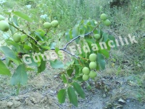 Bölgeler İçin Uygun Ceviz Türleri