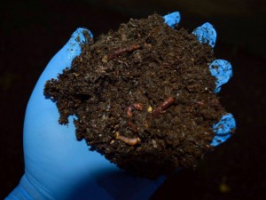 Ceviz Fidanı Dikerken Hangi Gübre Kullanılır?