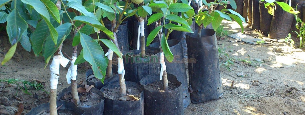 Aşılı Ceviz Fidanı Nedir?