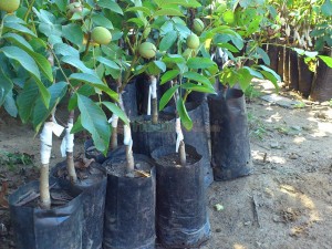 Aşılı Ceviz Fidanı Nedir?