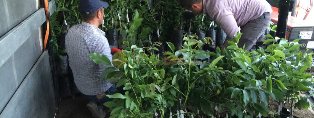 Ceviz Yetiştiriciliği