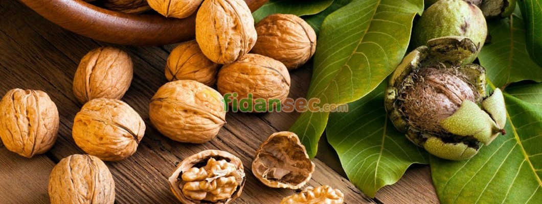 En Verimli Ceviz Türleri