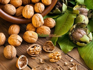 En Verimli Ceviz Türleri