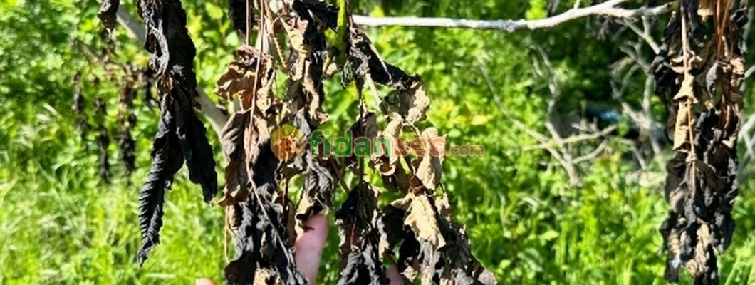 Ceviz Fidanı Don Olaylarından Etkilenir mi?