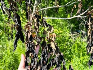 Ceviz Fidanı Don Olaylarından Etkilenir mi?