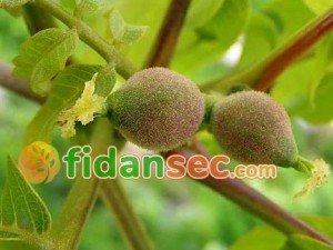 Ceviz Fidanı Tozlayıcıları