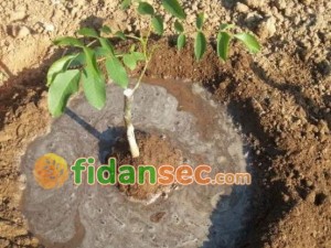 Ceviz Fidanı Dikimi Nasıl Yapılır?