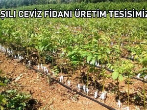 Ceviz Fidanı Hibe Desteği