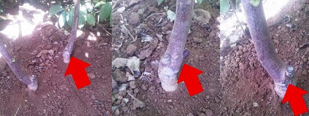 Aşılı Ceviz Fidanını Nasıl Ayırırım? Aşılı Ceviz Fidanını Nasıl Ayırırım?