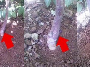 Aşılı Ceviz Fidanını Nasıl Ayırırım?