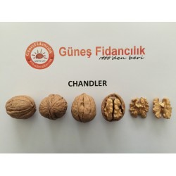 Tüplü Chandler Ceviz Fidanı 10+1 Pakette (SERTİFİKALI)