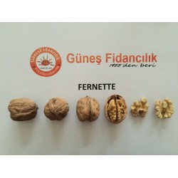 10 Adet Tüplü Fernette Ceviz Fidanı (FERNOR TOZLAYICISI)