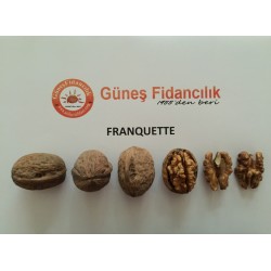 10 Adet Tüplü Franquette Ceviz Fidanı (CHANDLER TOZLAYICISI)