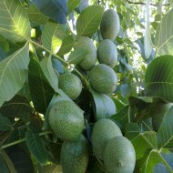 3 Yaş Aşılı Bodur Ceviz Fidanı, Açık Köklü 3 Yaş Aşılı Bodur Ceviz Fidanı, Açık Köklü