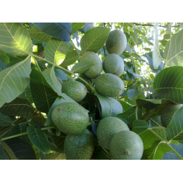 Ceviz Fidanı Çeşitleri ve Fiyatları 2025