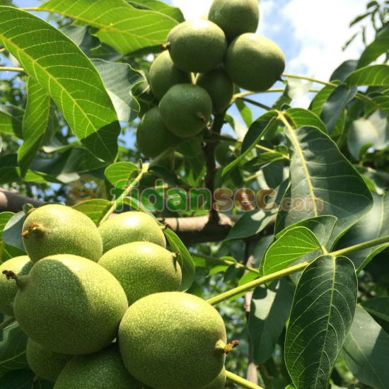 Chandler Ceviz Fidanı  3 yaş, 100-120 cm Tüplü/Saksılı